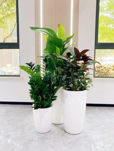 鄞州绿植租摆方案